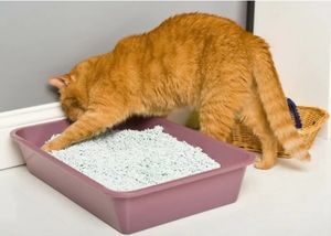 Почему у одних дома пахнет кошками, а у других нет при наличии питомцев в обоих случаях