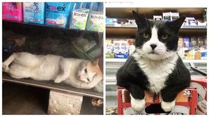 25 магазинных котов, всем своим видом показывающих кто в лавке главный