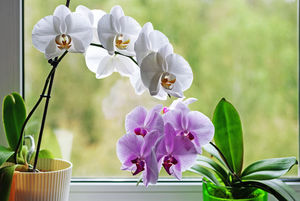Почему не цветет орхидея: 6 очевидных и неожиданных причин