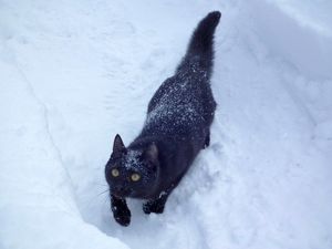 Под выброшенной ёлкой сидел распушившийся чёрный кот-красавец. Сразу видно, домашний, но не нужный хозяевам
