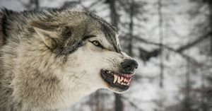 В Подмосковье пойман и помещен в приют пугающий людей волк