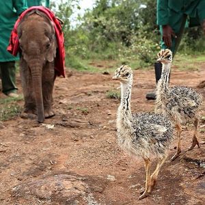 Потерявший маму слоненок, каждый день обнимает страуса
