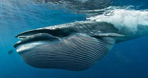 Дайвера из ЮАР чуть не проглотил кит как библейского Иону
