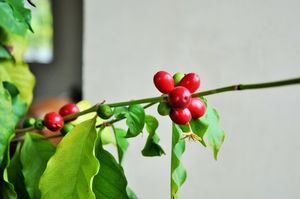Кофейное дерево - неприхотливое и благодарное растение