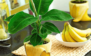 Выращиваем банановое дерево дома: саженцы проросли из мякоти магазинного банана