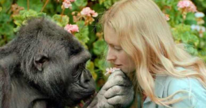 Говорящая горилла Коко: правда, мистификация или заблуждение ученых?