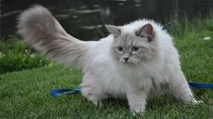 Невская маскарадная кошка — настоящий русский богатырь и украшение Сибирской породы