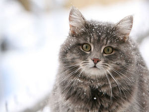 Учёные объяснили, почему домашние кошки опасны для здоровья человека