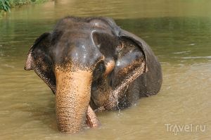 Шри-Ланка: чай, слоны и многое другое