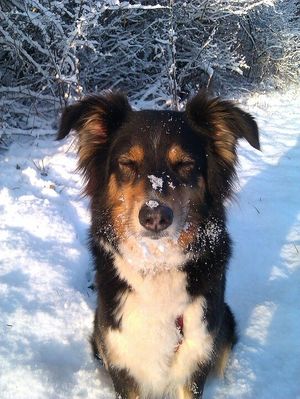 В сорокаградусный мороз уличного пса впервые пустили погреться домой. Рассказываем, как повела себя собака