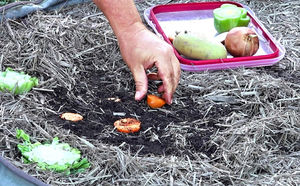 Сажаем в землю обрезки овощей со стола: вырастают за 5 недель