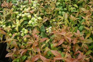 Леукотоэ – вечнозеленый заокеанский красавец