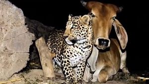 Леопард по ночам посещал одну и ту же корову, непонятно почему