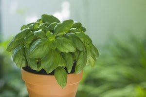 Очистка воздуха — бесплатно: 11 лучших неприхотливых растений для дома