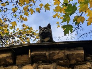 Котенок по кличке Карлсон, который больше не живет на крыше