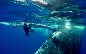 Огромный кит толкал женщину носом, потому что спасал от более страшного зверя