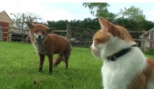 Две лисицы спаслись от охоты в чужом дворе, а потом подружились с хозяином