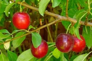 Вишнеслива (вишнесливовые гибриды): что надо знать
