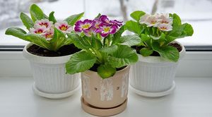 Весенние садовые цветы, которые украсят ваш подоконник и зимой: примула бесстебельная, или обыкновенная