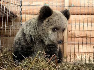 Белорусский фермер спас от голода и приютил медвежонка
