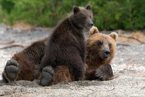 Медведица вышла к людям, чтобы спасти своих малышей