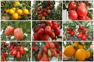 Сибирские сорта томатов для теплицы