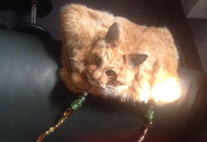 Таксидермистка из Новой Зеландии спровоцировала скандал, выставив на аукцион сумочку из кошки