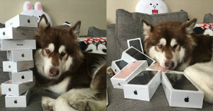 Сын богатейшего китайца купил своей собаке восемь iPhone 7: спрашивается, на кой ляд?