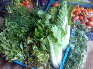Пекинская капуста, салаты, редис, зелень осенью, или Осенние витамины. Мой урожай — 2016, глава 6