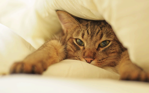 «Ты меня правда не отдашь» уличная кошка спала на подушке нового хозяина и мурчала всю ночь