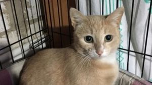 Бездомная кошка в отчаянии прокралась в подъезд и родила котят в детской коляске