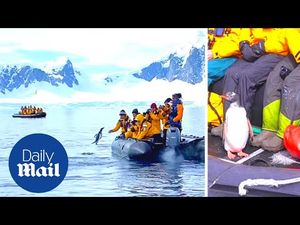 Спасаясь от стаи касаток, пингвин запрыгнул в лодку к туристам