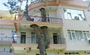 Дома, архитекторы которых отказались спиливать деревья