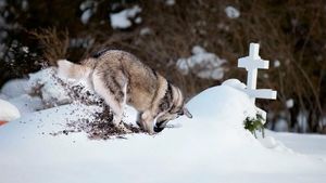 На глазах у егеря волк раскапывал могилу, это помогло раскрыть преступление