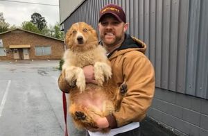 Собаку нашли через 2 месяца после того, как ее унес торнадо