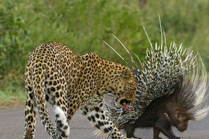 Глупый леопард начал охоту на дикобраза и пожалел об этом на всю жизнь