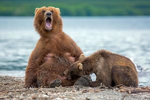Медведицы держатся вблизи людей, чтобы спасти детенышей