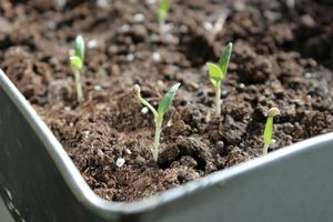 Органический огород: как его вырастить на балконе