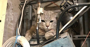 Жильцы дома на Севастопольском остались без интернета из-за упрямого кота в щитке