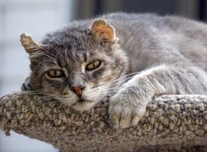 История одной томской кошки, или «В России надо жить долго»