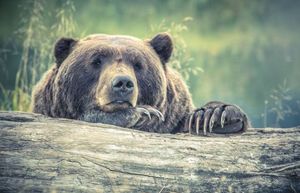 Медведи обожают мед и охотятся за ним: правда или очередной миф 