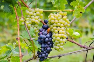 Виноград в средней полосе: выращивание и уход, сорта, особенности посадки для начинающих
