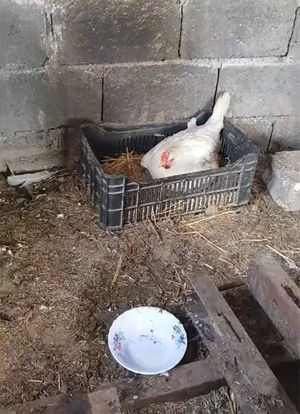 Фермер с умилением обнаружил, что курица высиживала вовсе не яйца