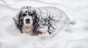 Пес спас ребенка, оказавшегося в снегу