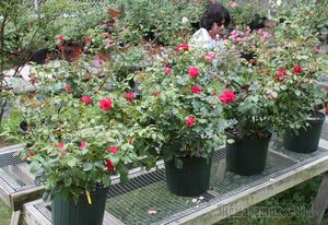 Розы в контейнерах – выбор емкости и особенности ухода за растением