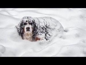 Героический пес спас ребенка, замерзающего в снегу