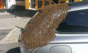 Огромный рой пчел облепил машину и два дня преследовал ее