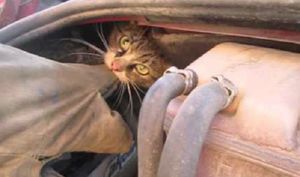 Пожарные Полярных Зорь спасли кота из-под капота микроавтобуса