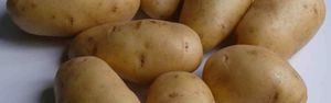 Всё о картофеле Невский — описание сорта, посадка, уход и другие аспекты + фото