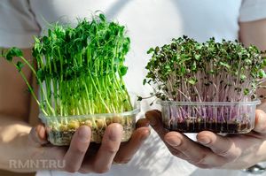 Преимущества выращивания микрозелени в домашних условиях